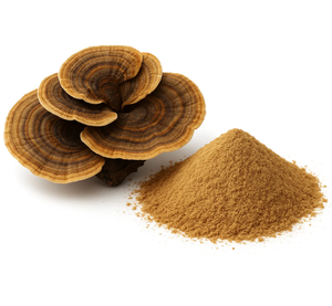 Polvo de Hongo Cola de Pavo Orgánico a Granel, Superalimento, Extracto de Hongo Medicinal para Formulaciones Nutracéuticas y Herbales - Product Image 4