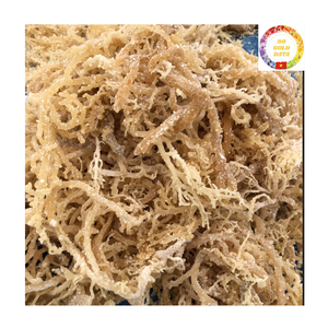 Mousse de mer en vrac |   Algues dorées naturelles |   Séché Biologique |   Fournisseur en gros Exportation Vietnam - Product Image 6