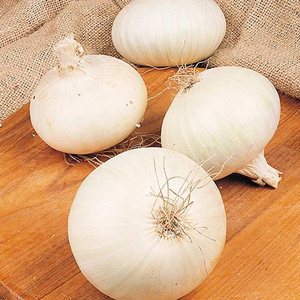 <b>Fresh</b> Organic Normal White <b>Garlic</b> / <b>Fresh</b> Indian <b>Garlic</b> / Big Size <b>Garlic</b>-Newest Crop - Product Image 1