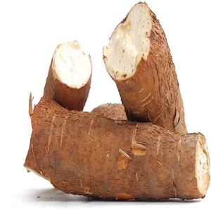 Raíz de Yuca Fresca, Tubérculo de Manioca Entero, Estilo Orgánico, Alto en Proteínas y Almidón, Tapioca para Procesamiento de Alimentos y Cocina - Product Image 2