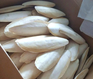 Hojuelas de Hueso de Sepia Secas para Alimento de Aves y Nutrición de Reptiles, Suplemento Natural de Calcio, Materia Prima de Origen Marino - Product Image 4