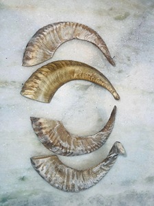 Véritables cornes de brebis naturelles polies pour la décoration et l'artisanat, haute qualité - Product Image 1