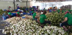 Noix de coco fraîche vietnamienne produite à partir de coquilles de noix de coco naturelles, adaptée aux besoins des entreprises de boissons - Product Image 6