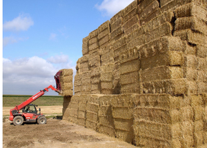 ฟางข้าวที่อุดมด้วยสารอาหารคุณภาพสูงอาหารสัตว์สำหรับสุกรโคและอูฐ - Product Image 3