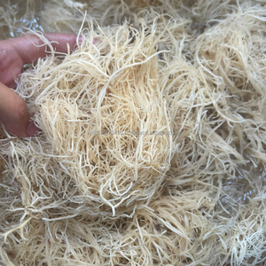 Algues marines KMI Natural GRACILARIA du Vietnam – Matière première de qualité supérieure pour la production d'agar - Product Image 5