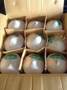 EXPORT STANDARD PREMIUM ENTIER FRAIS PÉLÉ JEUNE NOIX DE COCO 750g 800g Boisson tropicale naturelle saine de qualité vietnamienne - Product Image 3