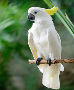 Live Sulphur-Crested Cockatoo Parrots for Breeding <b>Aviaries</b> Ornamental <b>Bird</b> Farms Wholesale Export NMF (PVT) LTD South Africa - Product Image 5