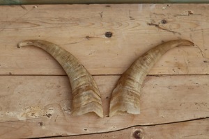Paires de cornes de chèvre naturelles, finition rustique, écologiques, neuves, de haute qualité pour la décoration et l'artisanat - Product Image 2