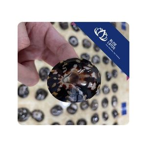 [MEJOR VENTA] |   Conchas de Limpet para Fabricación de Souvenirs, Proyectos Decorativos y Mercados Mayoristas en Vietnam - Product Image 1