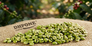 Oferta Especial 2026: Granos de Café Verde 100% Arábica, Limpieza Completa, Grado 18, Origen Son La, Vietnam, Bolsa de 60 kg - Product Image 4