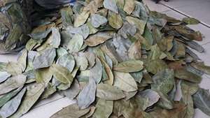 Offre Spéciale feuilles de graviola séchées de qualité supérieure du Vietnam en 2025 Produit agricole à prix compétitif - Product Image 3