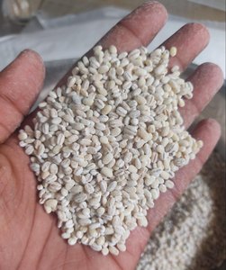 Cebada Orgánica en Grano de Ucrania para Elaboración de Cerveza - Alta Calidad 100% Pura Natural Cosecha Reciente Stock a Granel Disponible - Product Image 4