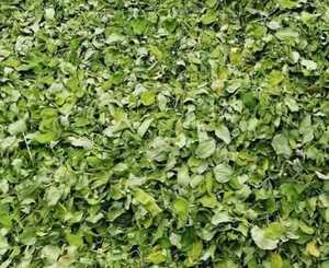 Produit phare VietDelta Moringa séché 100% naturel Dong Nai, durée de conservation de 6 à 12 mois, compléments alimentaires, stimulant immunitaire, en vrac - Product Image 3