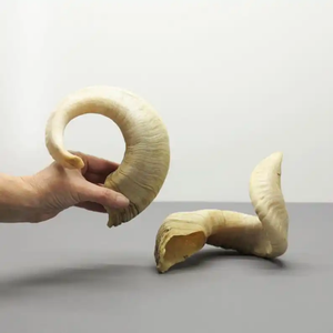 Shofar traditionnel en corne de bélier, instrument de prière naturel fait main, décoration de festival, objet de collection par Neha Enterprises - Product Image 6