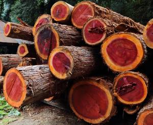 Bois rond de construction durable en eucalyptus, teck, pin, chêne et bois dur, ainsi que bois de santal – pour la fabrication de meubles – à vendre - Product Image 1