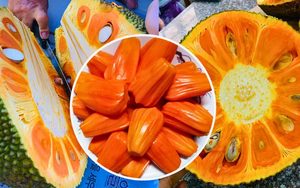 เนื้อสัมผัสดีหลังการละลายน้ำแข็ง ผลไม้แช่แข็งเร็ว ลูกขนุนแดง IQF ผลไม้เมืองร้อน แกะเมล็ดออกแล้ว - Product Image 4