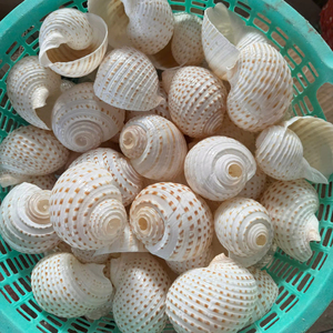 Concha de mar de tonina moteada de grado coleccionista de Vietnam, 10-13 cm, para decoración de hogar costero, acuario, manualidades, recuerdo o exhibición - Product Image 1