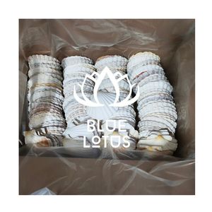 Coquillages en éclats très demandés pour la décoration artisanale et le remplissage de résine, pour la création de produits artisanaux et la décoration de surfaces, Vietnam - Product Image 1