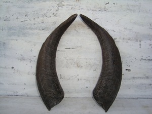 Pares de Cuernos de Cabra Naturales, Acabado Rústico Ecológico, Nueva Colección de Alta Calidad para Decoración y Manualidades - Product Image 3