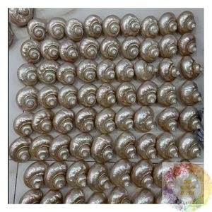เปลือกหอยธรรมชาติขายส่งจำนวนมาก สำหรับงาน DIY งานฝีมือ ตกแต่งบ้าน งานแต่งงาน ราคาแข่งขัน ปริมาณมาก - Product Image 5