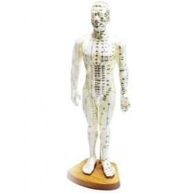 Modelo de punto de acupuntura, hombre coreano, mujer, alrededor de 50cm, modelo de cuerpo humano, gráfico de puntos de acupuntura, punto de acupuntura, muñeca de goma Mox - Product Image 3