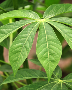 Feuilles de manioc vietnamiennes surgelées – Fraîchement transformées et IQF - Product Image 1