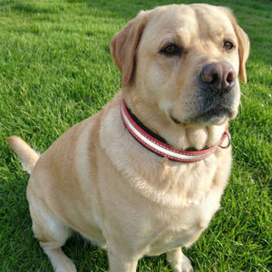 Collar Navia Clásico de Lujo, Simple, Ajustable Automáticamente, Reflectante, de Liberación Rápida, Duradero, de Nailon Suave, con Cintas, para Perros y Gatos, Primavera/Verano - Product Image 3