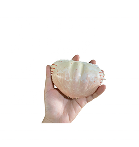 โรงงานชั้นนำส่งออกเปลือกปูแห้งสำหรับไส้ปูและตกแต่ง งานฝีมือธรรมชาติ ของตกแต่งบ้าน ของขวัญ งานฝีมือ พร้อมจัดส่ง - Product Image 3