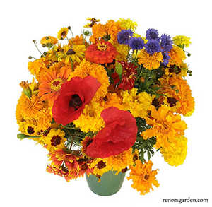 24 sachets de fleurs de zinnia en plastique de la collection Farm, de belles grandes fleurs, paquets de 24 - Product Image 2