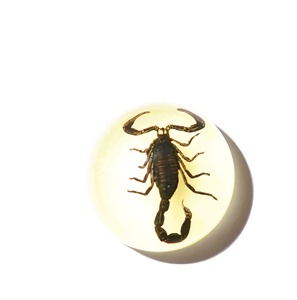 Cabujón de Plástico con Espécimen Real de Escorpión Negro, Redondo, 19x19 mm, Base Plana Brillante, para Manualidades y Joyería - Product Image 4