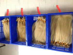 ผมต่ออินเดียสีบลอนด์แท้แบบเรมี่ ขายส่ง แบบดับเบิ้ลดรอว์น/ซิงเกิ้ลดรอว์น - Product Image 2