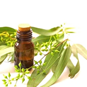 Huile essentielle d'eucalyptus pure pour la protection contre les insectes et les moustiques, huile naturelle à base de plantes au prix de gros - Product Image 2