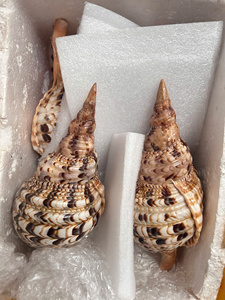 Conchas Decorativas Vietnamitas Hechas de Material Natural para Decoración de Interiores, Artesanías Hechas a Mano, Decoración de Bodas y Comercio - Product Image 3