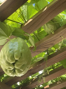 <b>Light</b> Green Crunch Frozen Chayote Squash For Fresh Inspired Global Menus - Product Image 5