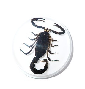 Cabujón de Plástico con Espécimen Real de Escorpión Negro, Redondo, 38.5x38.5 mm, Base Plana Blanca para Manualidades y Joyería - Product Image 4