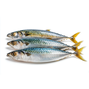Pescado Atún Fresco Congelado del Pacífico en Caja de 10 kg, Patrón Redondo, Estilo Seco Entero, Proceso de Conservación en Agua, Cebo para Atún 300-500 W/R - Product Image 1