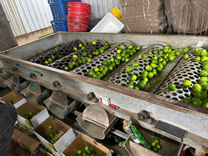 Citron vert sans pépins du Vietnam de haute qualité – Agrumes tropicaux frais pour les marchés internationaux - Product Image 2