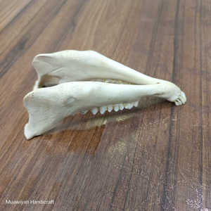 Venta caliente La mejor calidad de la mandíbula de cabra pulida blanca hecha a mano real Mandíbula de cabra de calidad natural con tamaño personalizado al precio más bajo - Product Image 3