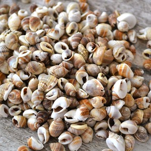 Offre spéciale sur mini-perles de coquillages naturels, coquillages secs et nettoyés pour la création de bijoux artisanaux - Product Image 1