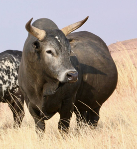 Approvisionnement en gros de bétail Nguni de NMF (PVT) LTD - Longue durée de conservation, Afrique du Sud, pour les commerçants en bétail et les propriétaires de ranchs - Product Image 1