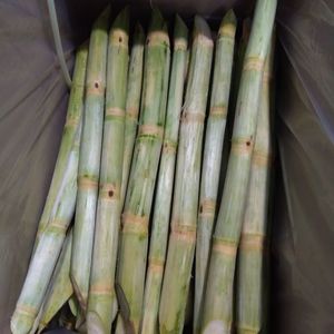 Caña de azúcar congelada para bebidas y postres | 100% Caña de azúcar natural al por mayor de Vietnam - Product Image 3