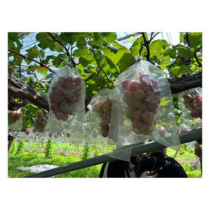 ผลไม้ญี่ปุ่นคุณภาพเยี่ยม เกรดพรีเมียม หลากหลายชนิด องุ่นสีเขียว สีดำ สีแดง สีม่วงสดใหม่ - Product Image 1