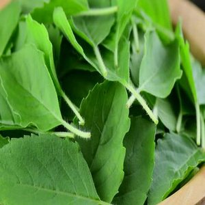 Premium Indian Basil Leaves for <b>Herb</b> and <b>Spice</b> Retailers, Quality New Harvest <b>Products</b> for International Markets - Product Image 3