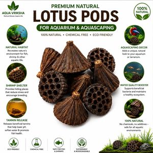 AQUA VRIKSHA Capsules de lotus naturelles de qualité supérieure pour aquarium, bassin à poissons Betta, bassin à crevettes et aquascaping |   7-9 cm | Lot de 10 - Product Image 6