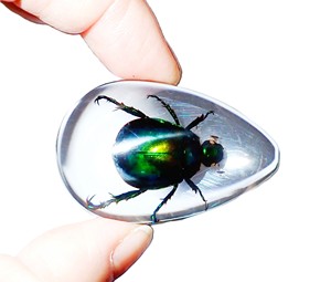 Cabochon en plastique de spécimen réel de scarabée coloré, taille poire, 46x30 mm, fond plat transparent, pour artisanat et fabrication de bijoux - Product Image 4