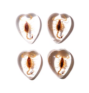 Escorpión Dorado, Espécimen Real, Cabujón de Plástico en Forma de Corazón de 17x21 mm, Base Plana Transparente para Manualidades y Joyería - Product Image 4