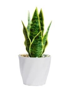 Maceta de plástico ligera para mesa Mini maceta elegante para sala de estar y cocina - Product Image 6