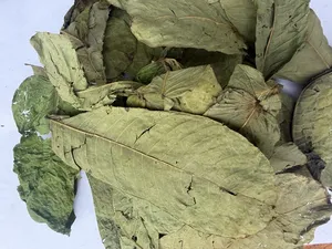 Senna Alata de Qualité Supérieure, Ingrédient Herbal Séché Premium pour Extraits Herbacés Ayurvédiques et Compléments Alimentaires - Product Image 4