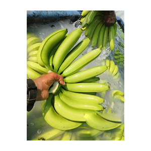Bananes Cavendish vertes jaunes de haute qualité, vente en gros, bananes de première qualité, meilleur prix, bananes fraîches - Product Image 5