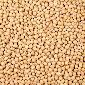Agriculture Feed Grade Yellow <b>Soybeans</b> Competitive Price - Product Image 1